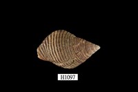 藏品(粗紋峨螺)的圖片